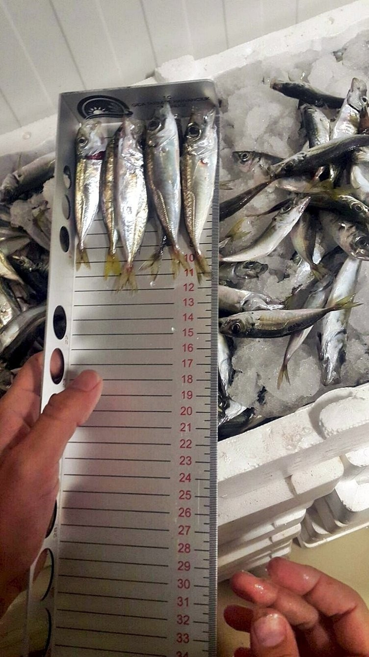 İstanbul'da balıklar santim santim ölçüldü