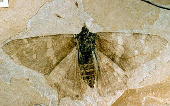 Eski çağlardan kalma kelebek fosilleri bulundu