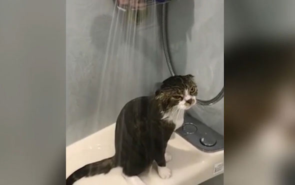 Duş alan agresif kedi