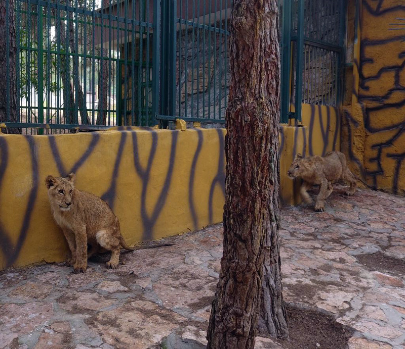 Erdoğan'a hediye edilen aslanlar Gaziantep'teki yuvalarına yerleştirildi