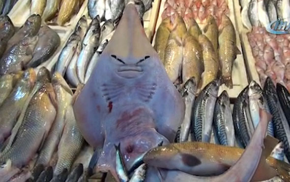 Mersin'de insan yüzlü balık yakalandı
