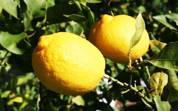 Bahçeden çaldıkları 1 ton limonla yakalandılar