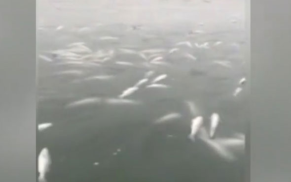 Binlerce balık donarak öldü o anlar kameraya böyle yansıdı