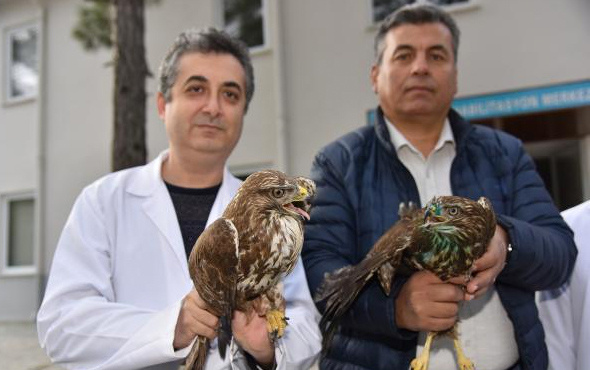 Tedavileri tamamlanan hayvanlar doğaya salındı