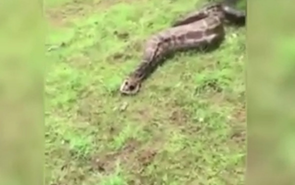  Dev yılan yavru ceylanı bir anda yedi