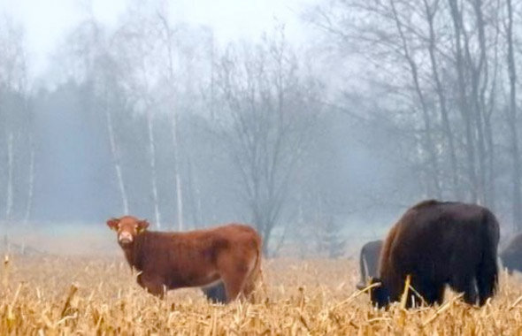 Özgürlük sevdalısı inek çiftlikten kaçıp bizonlara karıştı