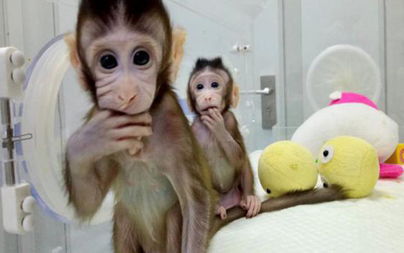  Dünyanın ilk klonlanmış maymunları Çin'de dünyaya geldi