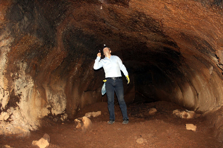 Hatay'daki lav tüpü mağaraları yabani hayvanlara "yuva" oldu