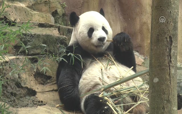 Çin'in diplomat pandalarına 'sarayda' özenle bakılıyor