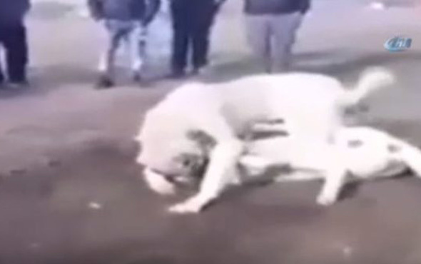 Sosyal medyada tepki yağdı! Köpekleri dövüştürüp çocuklara izlettirdiler