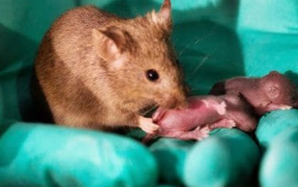 Erkeklerin sonu geliyor! Bilim insanları iki anneden fare üretti