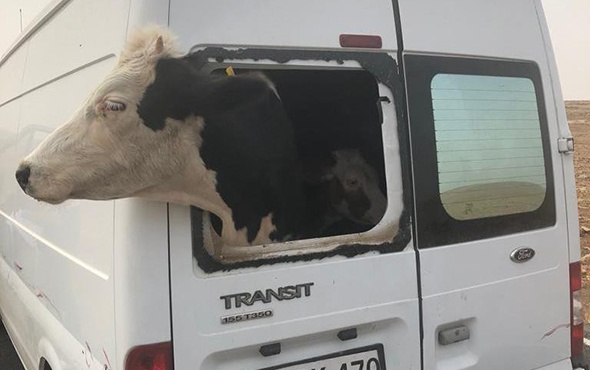 Şaşkına çeviren görüntü: Her şey sonradan anlaşıldı!