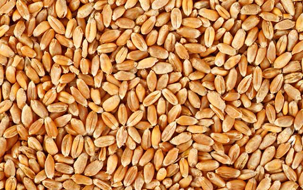 Hamile kadınlara şaşırtıcı buğday testi
