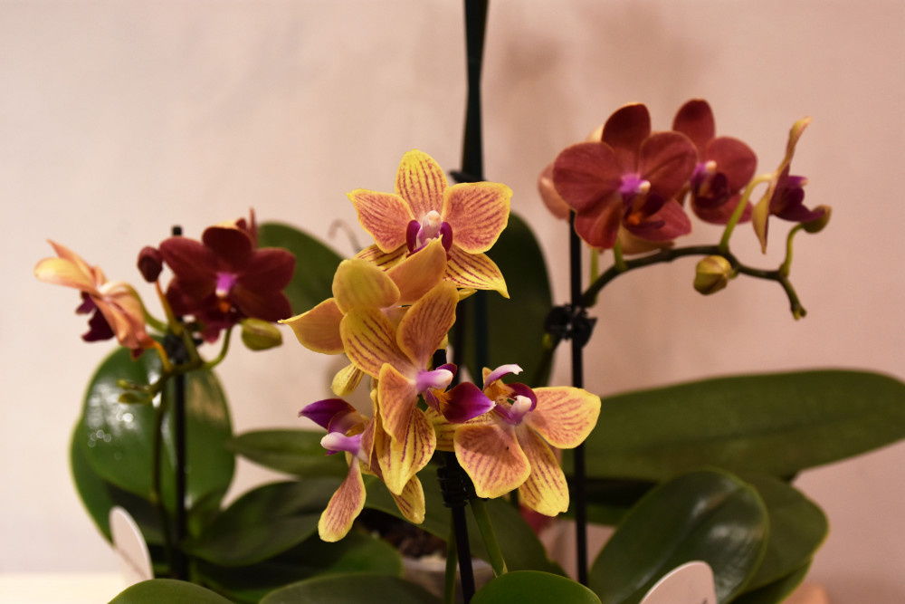 Marmaris Orkide Günleri ile renkleniyor