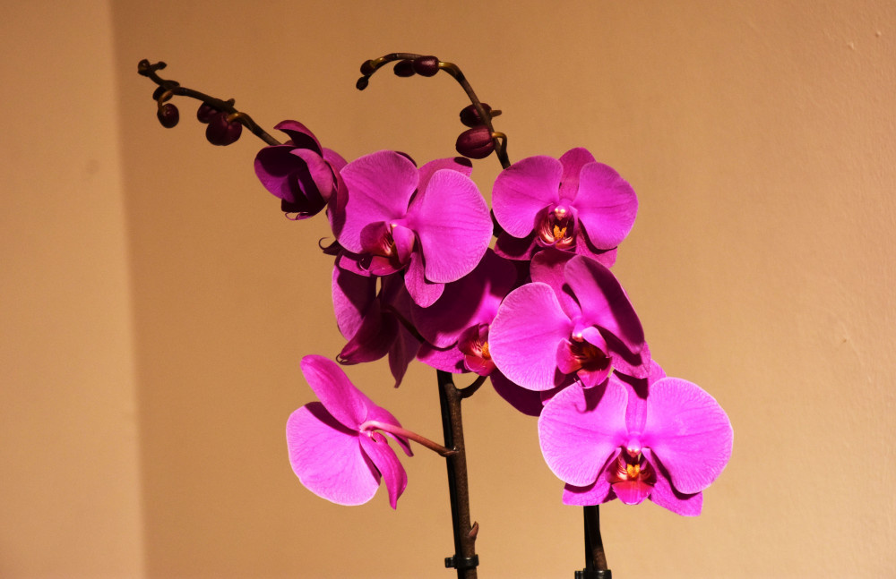 Marmaris Orkide Günleri ile renkleniyor