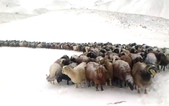 Ağrı'ya mevsimin ilk karı düştü! Koyun sürüsü tipiye yakalandı