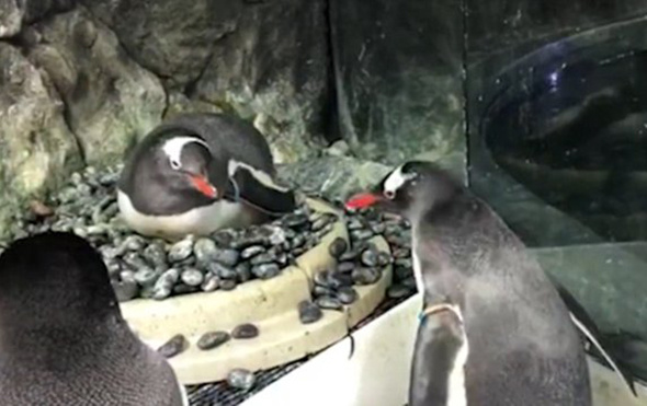 Eşcinsel penguen çift bebek sahibi oldu