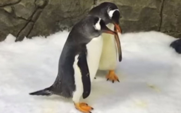 Eşcinsel penguen çift yavru sahibi oldu