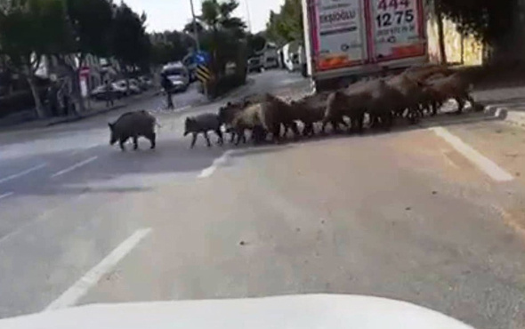 Bodrum'da aç kalan domuzlar şehre indi