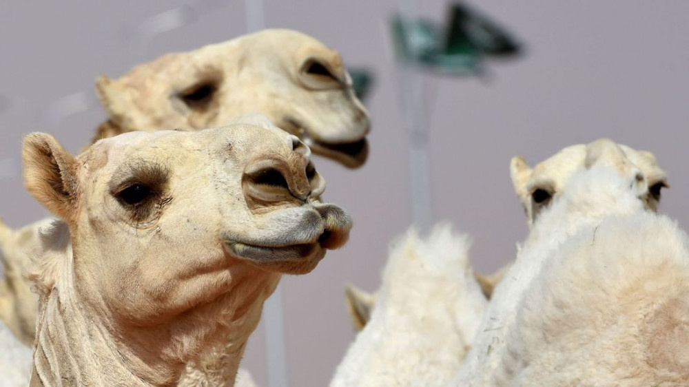 Arabistan’da develere estetik yaptırmak yasaklandı