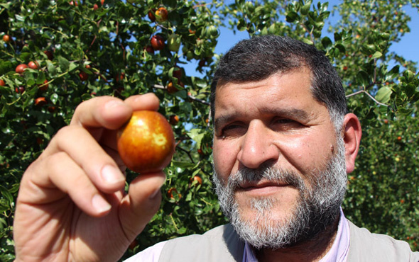 Rüyasındaki sese kulak verdi hayatı değişti Hünnap meyvesi nedir