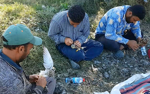 Bunun adı vahşet: Kuşların gözlerine bunu yaptılar!