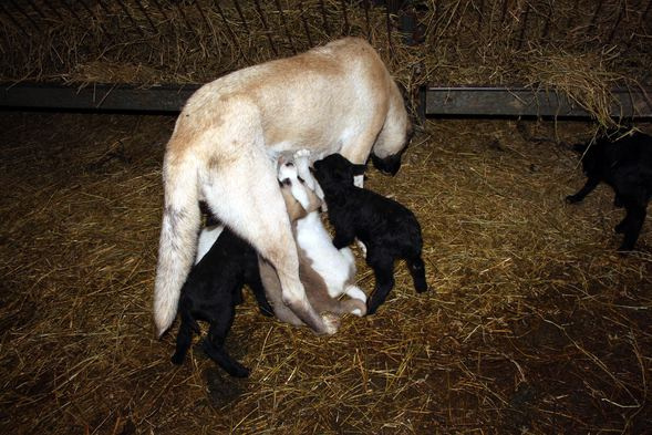 Kangal köpeği  annesiz kuzulara annelik yapıyor