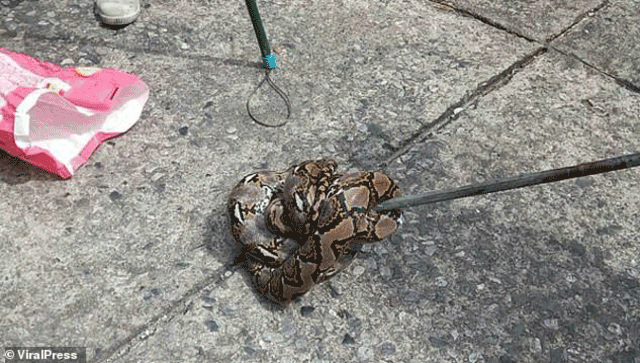 3 metrelik piton yılanı adamın penisini ısırdı