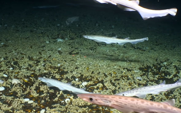 Drone sayesinde kedi balığı kolonisi keşfedildi