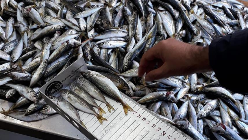 Tonlarca balığa el konuldu Balıkçılar yasak dinlemedi