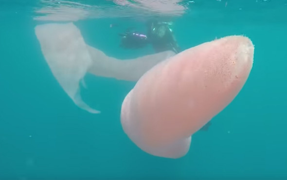 Denizde 8 metrelik gizemli dev canlı! Dalgıçlar gözlerine inanamadı