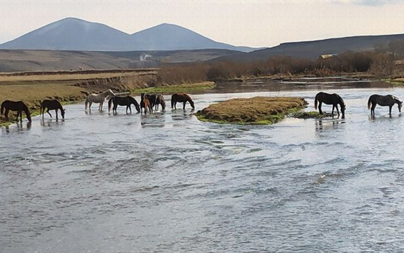 Yılkı atları doğal ortamda görüntülendi