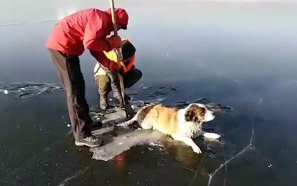 Buza yapışmış köpeği kurtardılar