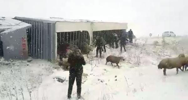Kazada yaralanan koyunları vatandaşlar kurtardı