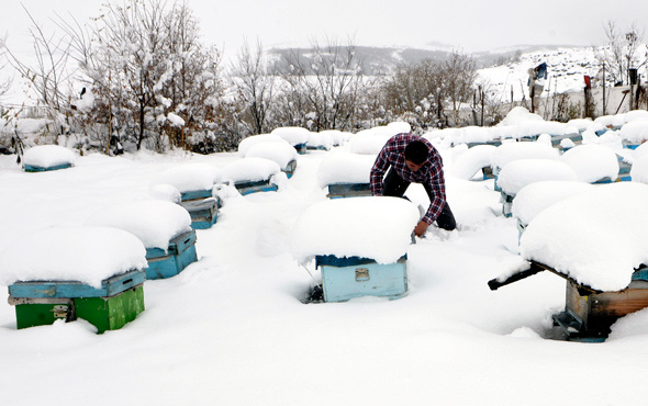 Kafkas arıları kar yağışıyla 'mesailerini' tamamladı