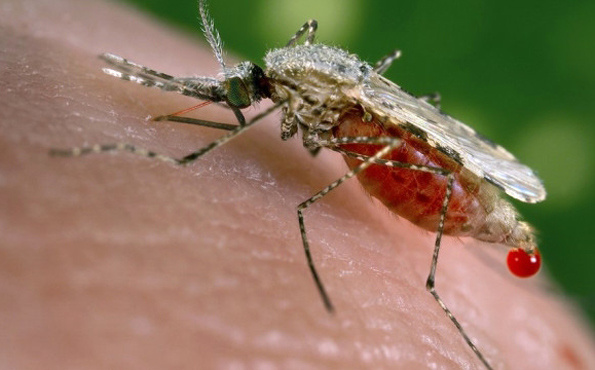 Sıtma geri dönüyor Dünya Sağlık Örgütü açıkladı