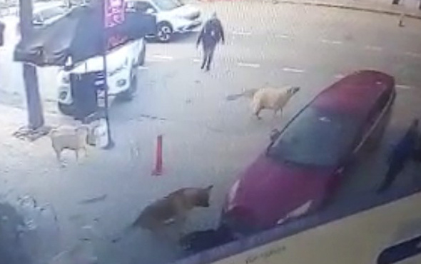 Sokak köpeklerinden 'insanlık' dersi! 10'uncu saniyeden sonrası ibretlik