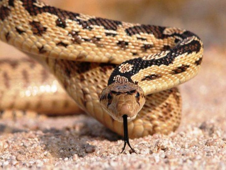 Yılanlar hakkında bilmediğiniz 15 gerçek