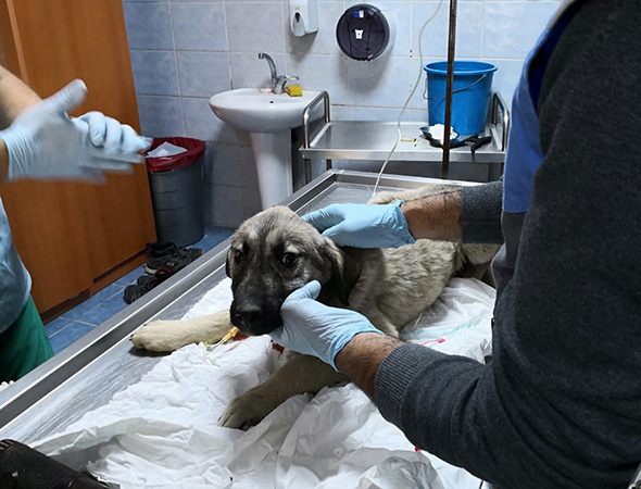 Belediye Başkanı makam aracını yaralı köpeğe tahsis etti!