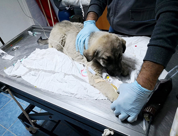 Belediye Başkanı makam aracını yaralı köpeğe tahsis etti!