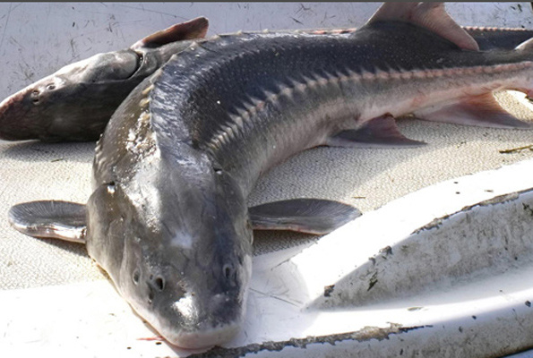 Çin'den alkışlanacak hareket inşaat balıkların ölümüne neden olunca sonlandırıldı