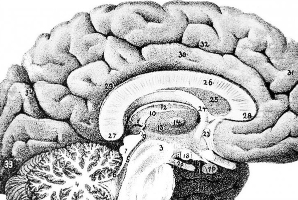 Beyinde yeni bölge keşfedildi İnce motor hareketleri kontrol ediyor