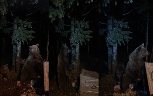 Uludağ'da aç kalan ayılar yiyecek aramaya çıktı