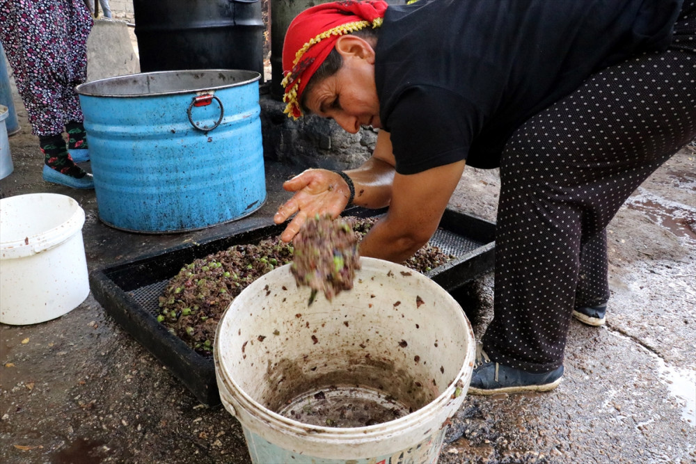 Doğal zeytinyağı nasıl yapılır taş değirmende zeytinlerin ezilmesiyle...