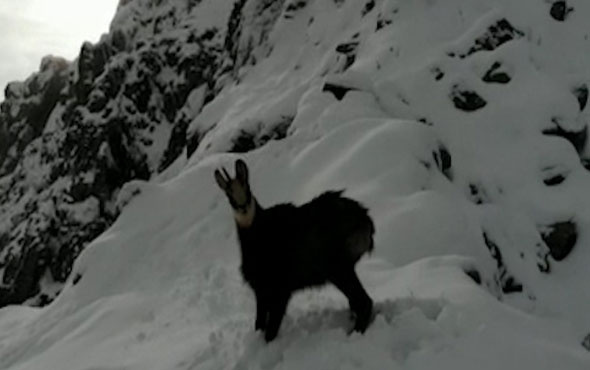 Çengel boynuzlu dağ keçisinin dronela imtihanı