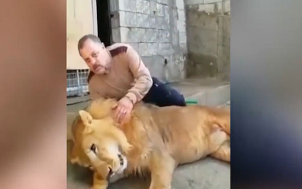 Aslana kediymiş gibi davrandı! Saniyeler sonra tokatladı