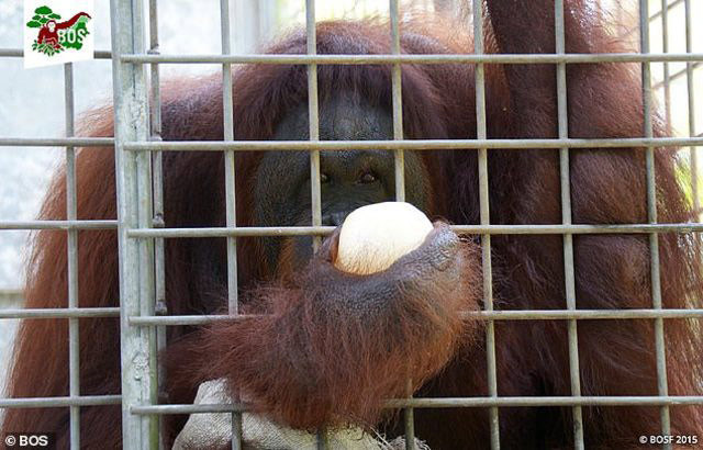 Kan donduran olay! Orangutanı genelevde çalıştırmışlar