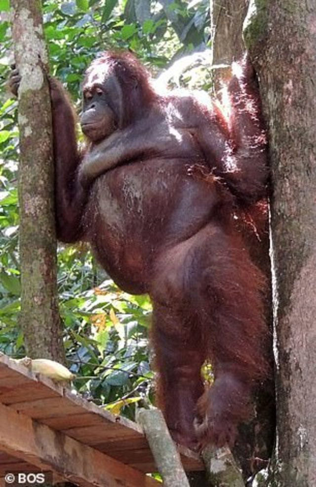 Kan donduran olay! Orangutanı genelevde çalıştırmışlar