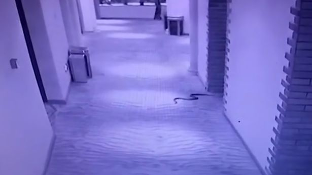 Yılanla tecavüz etti otel odasından cesedi çıktı 