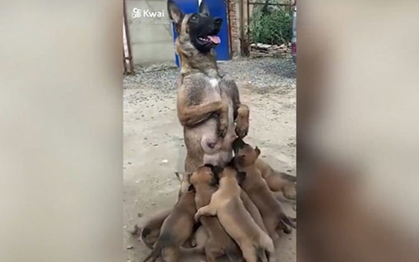 Anne köpek sıra dışı emzirme şekliyle fenomen oldu